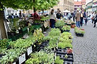 Bild: Das "Gr&uuml;ne Innenstadtfest" von Bad Langensalza 