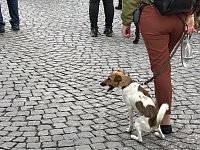 Bild: Festumzug zum 214. Brunnenfest