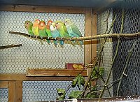 Vogelausstellung in Sondershausen Bild: Vogelausstellung in Sondershausen
