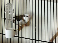 Vogelausstellung in Sondershausen Bild: Vogelausstellung in Sondershausen