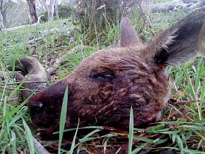 Grausame Jagd auf K&auml;ngurus