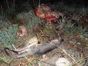 Grausame Jagd auf K&auml;ngurus