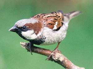 Haussperling