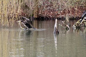 Kormorane in Nordhausen im Stadtpark 