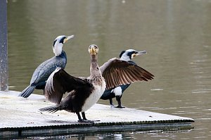 Kormorane in Nordhausen im Stadtpark 
