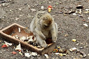 Besuch im Affenpark Strau&szlig;berg