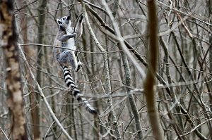 Besuch im Affenpark Strau&szlig;berg
