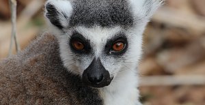 Besuch im Affenpark Strau&szlig;berg