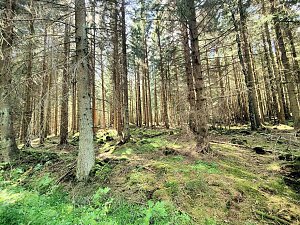Peter Blei unterwegs bei Benneckenstein