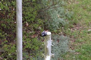 Gartenrotschwanz