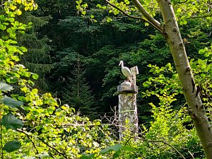 Vom Mägdesprung zum Waldgagsthof