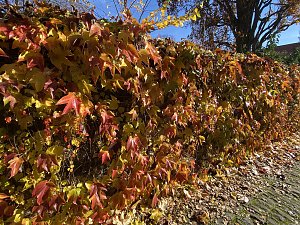 Herbstimpressionen