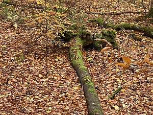 Herbstimpressionen
