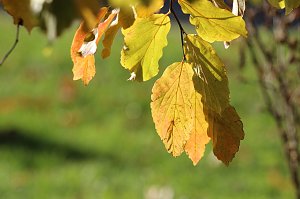 Herbstimpressionen