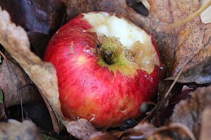 Herbstimpressionen