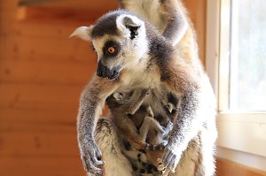 Kattaweibchen adoptiert fremdes Affenbaby
