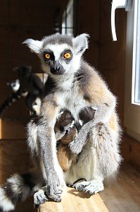 Kattaweibchen adoptiert fremdes Affenbaby