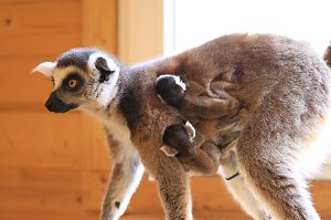 Kattaweibchen adoptiert fremdes Affenbaby