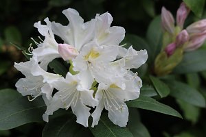 Kodomo No Hi, das Kinderfest, heute Nachmittag im Japanischen Garten