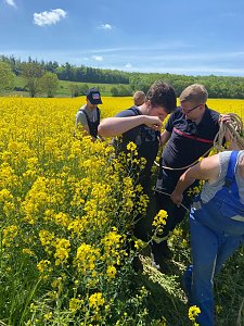 Ausgebüchste Kuh eingefangen
