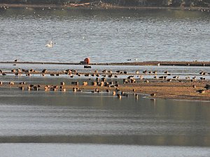 Beobachtungen am Kelbraer Stausee