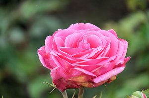 Saisonabschluss im Rosarium
