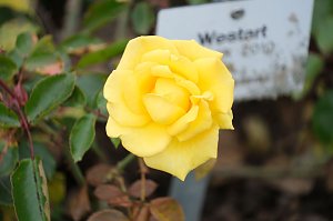 Saisonabschluss im Rosarium