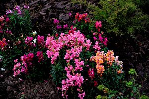 Saisonabschluss im Rosarium