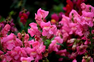 Saisonabschluss im Rosarium