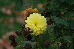 Saisonabschluss im Rosarium