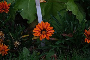 Saisonabschluss im Rosarium