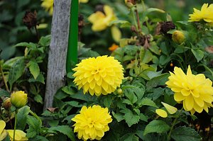 Saisonabschluss im Rosarium