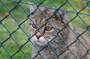 F&uuml;tterung der Wildkatzen im Wildkatzendorf H&uuml;tescheroda