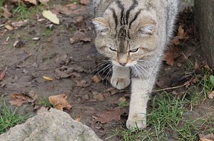 F&uuml;tterung der Wildkatzen im Wildkatzendorf H&uuml;tescheroda