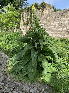 Impressionen aus der Rosenstadt Bad Langensalza