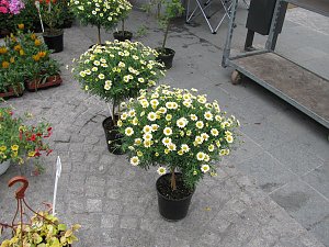 Blumen und mehr