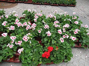 Blumen und mehr