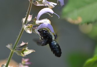 Blaue Holzbiene (Foto: Klaus Schmidt/NABU Th&uuml;ringen)