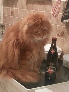 Bild: Es war ein sch&ouml;ner Abend, aber wenn ich die Flasche noch trinke, habe ich morgen einen ganz sch&ouml;nen Kater.