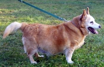 Moppel (Foto: C. Knust)