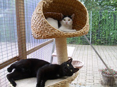 Hexe und Gro&szlig;er (schwarz) (Foto: C. Knust)