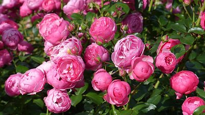 Traumgarten! (Foto: )