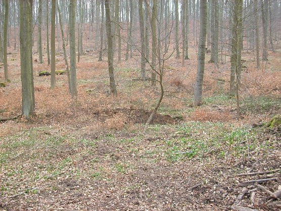 Der Fundort im Wald (Foto: Karl-Heinz Herrmann) Der Fundort im Wald (Foto: Karl-Heinz Herrmann)