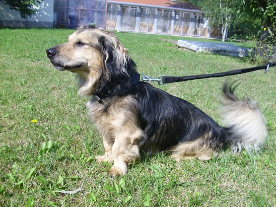 Ivo (Foto: C. Knust)