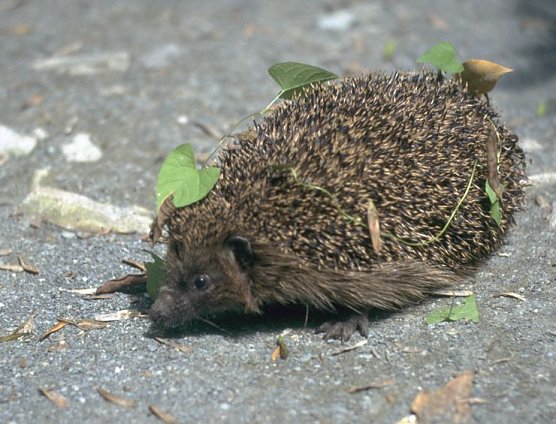 Bei Quartiersuche helfen (Foto: NABU) Bei Quartiersuche helfen (Foto: NABU)