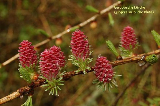 Schönste Lärche suchen! (Foto: Forstamt Oldisleben) Schönste Lärche suchen! (Foto: Forstamt Oldisleben)