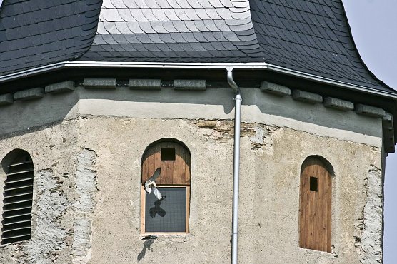 Turmfalke (Foto: Mario Scholz) Turmfalke (Foto: Mario Scholz)