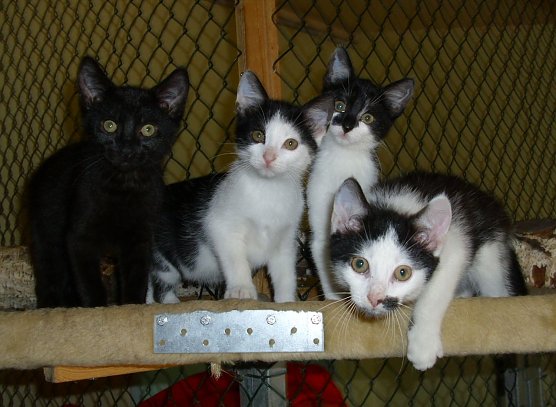 Rasselbande (Foto: C. Knust) Rasselbande (Foto: C. Knust)