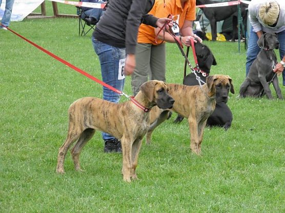 Höhepunkt für Hundefreunde (Foto: Landratsamt Kyffhäuserkreis) Höhepunkt für Hundefreunde (Foto: Landratsamt Kyffhäuserkreis)