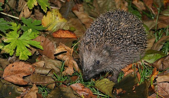 Gefährdet (Foto: BUND/Thomas Munk) Gefährdet (Foto: BUND/Thomas Munk)